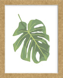 Philodendron 2  (Framed) -  Jenny Kraft - McGaw Graphics
