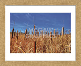 Hot Dog Reeds (Framed) -  Bob Larson - McGaw Graphics