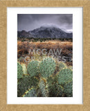 Cactus Overcast (Framed) -  Bob Larson - McGaw Graphics