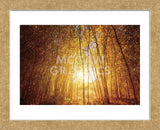 Finding Fall (Framed) -  Bob Larson - McGaw Graphics