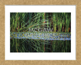 Splitting Reeds (Framed) -  Bob Larson - McGaw Graphics