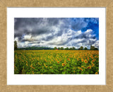 Sunflower Field (Framed) -  Robert Lott - McGaw Graphics