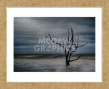 Tree on Botany Bay (Framed) -  Robert Lott - McGaw Graphics