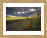 Before the Storm (Framed) -  Peter Lundqvist - McGaw Graphics