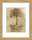 Victorian Topiary  (Framed) -  Pyper Morgan - McGaw Graphics