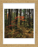 Maple in the Pine  (Framed) -  Phillip Mueller - McGaw Graphics