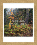 Sprinkle of Fall Color  (Framed) -  Phillip Mueller - McGaw Graphics