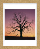 Arboral Afterglow  (Framed) -  Phillip Mueller - McGaw Graphics