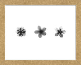 X-Ray Frangipani Triptych (Framed) -  Bert Myers - McGaw Graphics