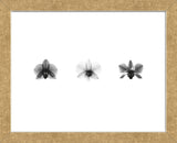 X-Ray Orchid Triptych (Framed) -  Bert Myers - McGaw Graphics