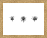 X-Ray Rose Triptych (Framed) -  Bert Myers - McGaw Graphics