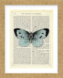 Blue Butterfly (Framed) -  Marion McConaghie - McGaw Graphics