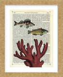 Two Fish with Coral (Framed) -  Marion McConaghie - McGaw Graphics