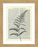 Fern 2 (Framed) -  Marion McConaghie - McGaw Graphics