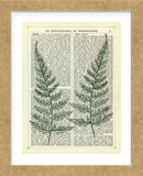 Fern (Framed) -  Marion McConaghie - McGaw Graphics