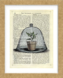 Plant Pot in Glass Cloche (Framed) -  Marion McConaghie - McGaw Graphics