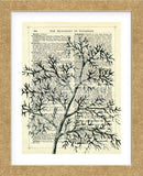 Twigs 1 (Framed) -  Marion McConaghie - McGaw Graphics