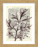 Twigs 3 (Framed) -  Marion McConaghie - McGaw Graphics