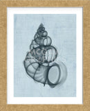 Wentletrap Shell (light blue) (Framed) -  Bert Myers - McGaw Graphics