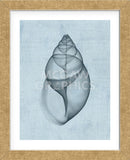 Achatina Shell (light blue) (Framed) -  Bert Myers - McGaw Graphics