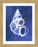 Wentletrap Shell (indigo) (Framed) -  Bert Myers - McGaw Graphics