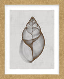 Achatina Shell (Framed) -  Bert Myers - McGaw Graphics