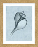 Channelled Whelk (light blue) (Framed) -  Bert Myers - McGaw Graphics