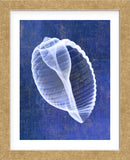 Banded Tun Shell (indigo) (Framed) -  Bert Myers - McGaw Graphics