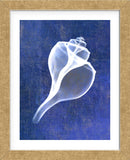 Channelled Whelk (indigo) (Framed) -  Bert Myers - McGaw Graphics