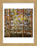 Tarnished Wood (Framed) -  Shawn Meharg - McGaw Graphics