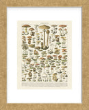 Champignons I (Framed) -  Adolphe Millot - McGaw Graphics