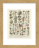 Champignons II (Framed) -  Adolphe Millot - McGaw Graphics