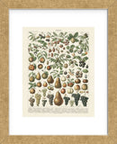 Fruits II (Framed) -  Adolphe Millot - McGaw Graphics