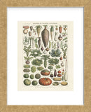 Legumes I (Framed) -  Adolphe Millot - McGaw Graphics