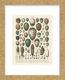 Oeufs (Framed) -  Adolphe Millot - McGaw Graphics