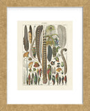 Plumes (Framed) -  Adolphe Millot - McGaw Graphics