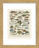 Poissons I (Framed) -  Adolphe Millot - McGaw Graphics