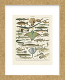 Poissons II (Framed) -  Adolphe Millot - McGaw Graphics