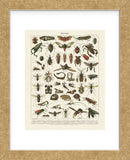 Insectes I (Framed) -  Adolphe Millot - McGaw Graphics