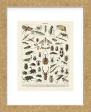 Insectes II (Framed) -  Adolphe Millot - McGaw Graphics