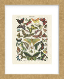 Papillons I (Framed) -  Adolphe Millot - McGaw Graphics