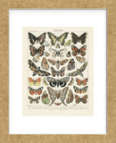 Papillons II (Framed) -  Adolphe Millot - McGaw Graphics