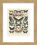 Papillons III (Framed) -  Adolphe Millot - McGaw Graphics