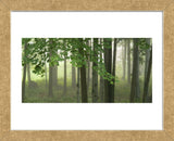 Green Woods (Framed) -  Orah Moore - McGaw Graphics