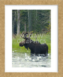 Moose Alert (Framed) -  Orah Moore - McGaw Graphics