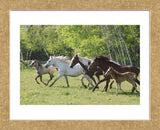 Running Free (Framed) -  Orah Moore - McGaw Graphics