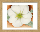 White Flower on Red Earth, No. 1, 1946  (Framed) -  Georgia O'Keeffe - McGaw Graphics