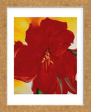 Red Amaryllis, 1937 (Framed) -  Georgia O'Keeffe - McGaw Graphics