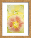 Pink and Yellow Hollyhocks, 1952 (Framed) -  Georgia O'Keeffe - McGaw Graphics