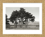 Cypress Trees and Balusters  (Framed) -  Christian Peacock - McGaw Graphics